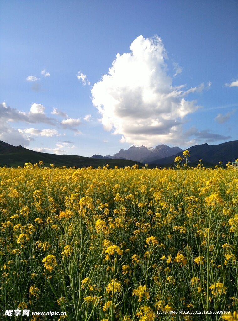 金黄花海与远山蓝天美景