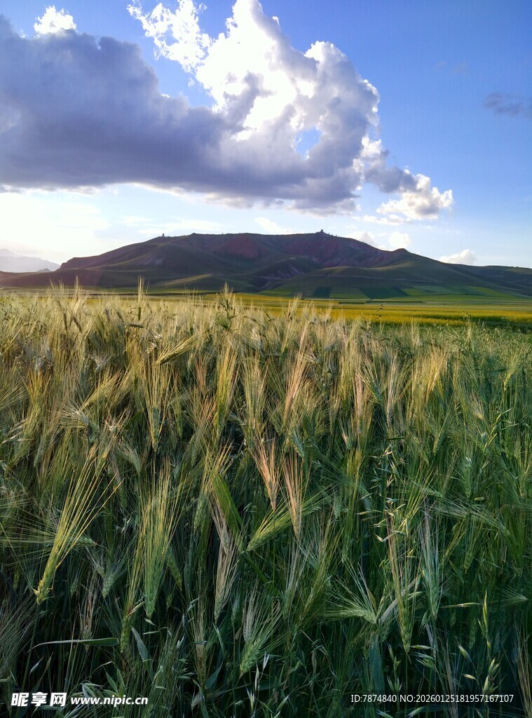广袤麦田与远处山峦蓝天