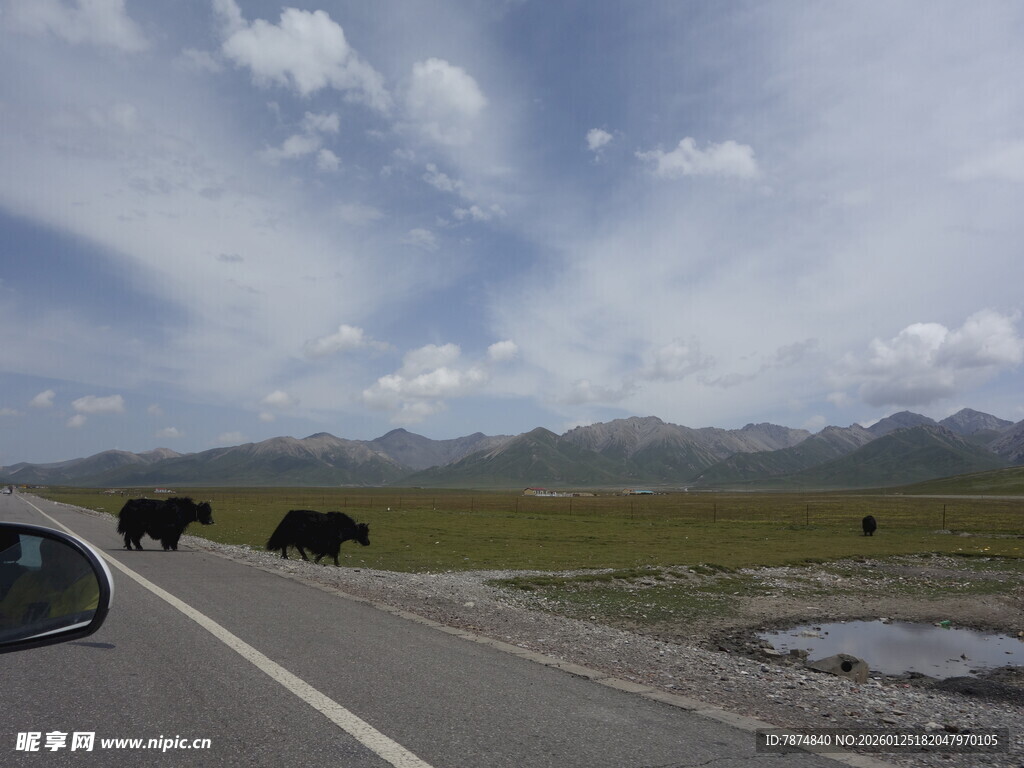 公路边的牦牛风景