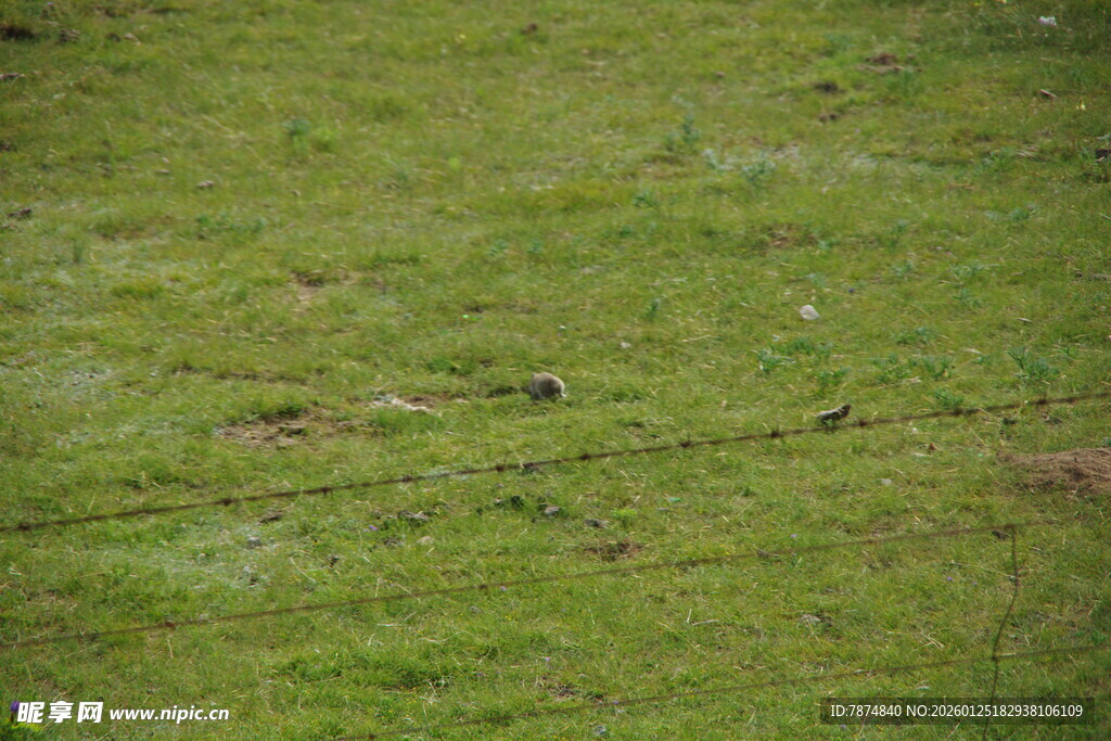翠绿草地纹理特写
