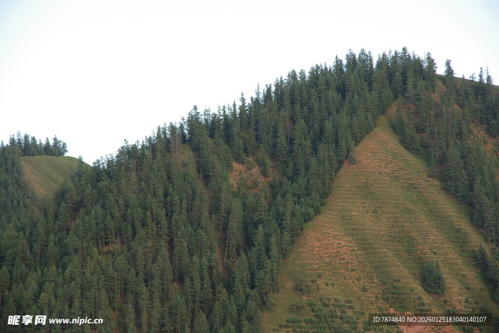山峦葱郁的森林景观