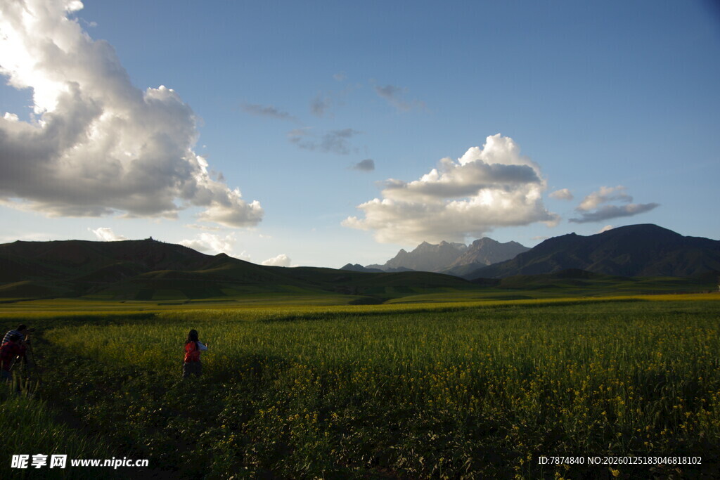 田园绿野间的悠然风光