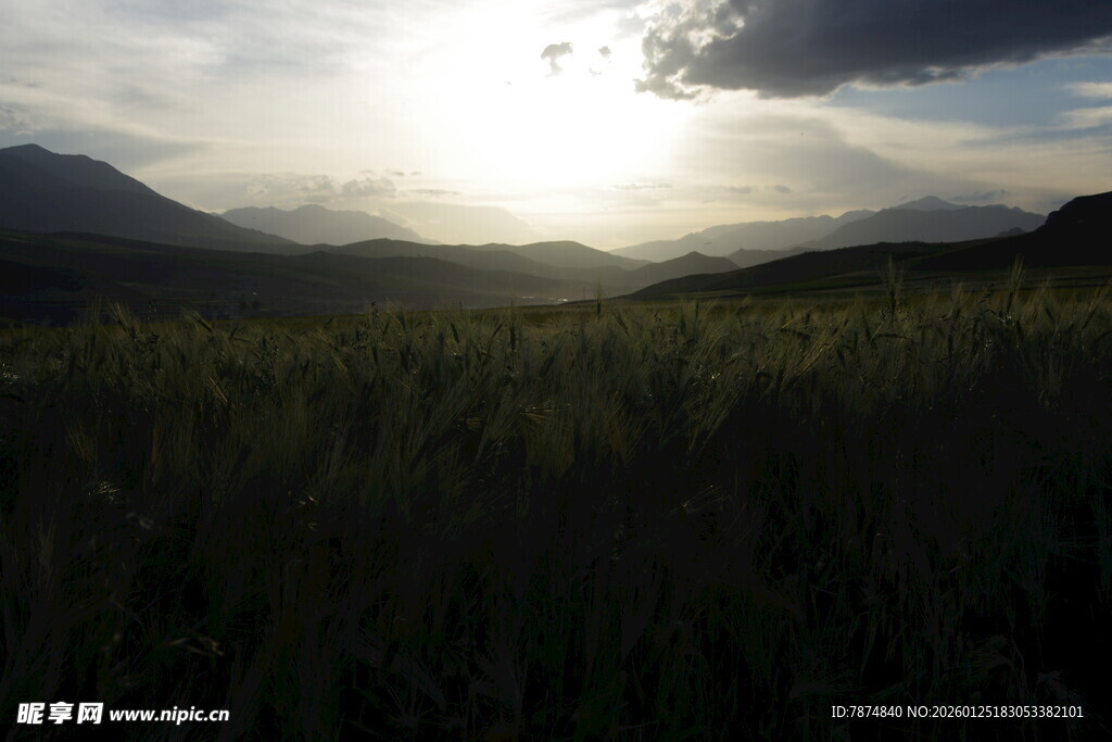 山间晨曦下的葱郁植被