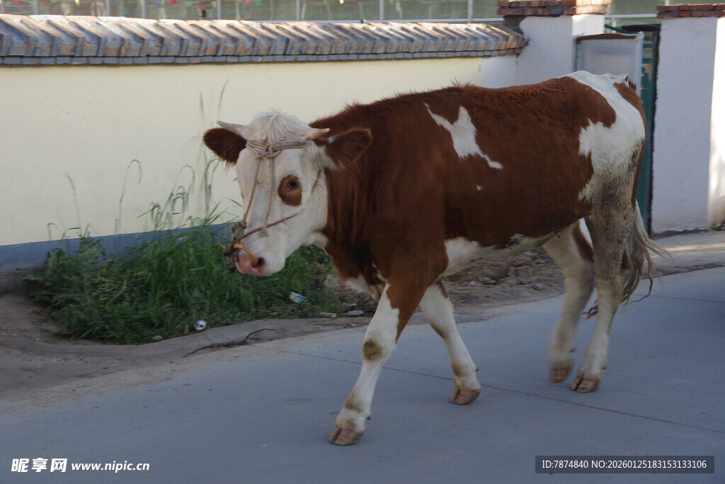 路上行走的棕白花色牛
