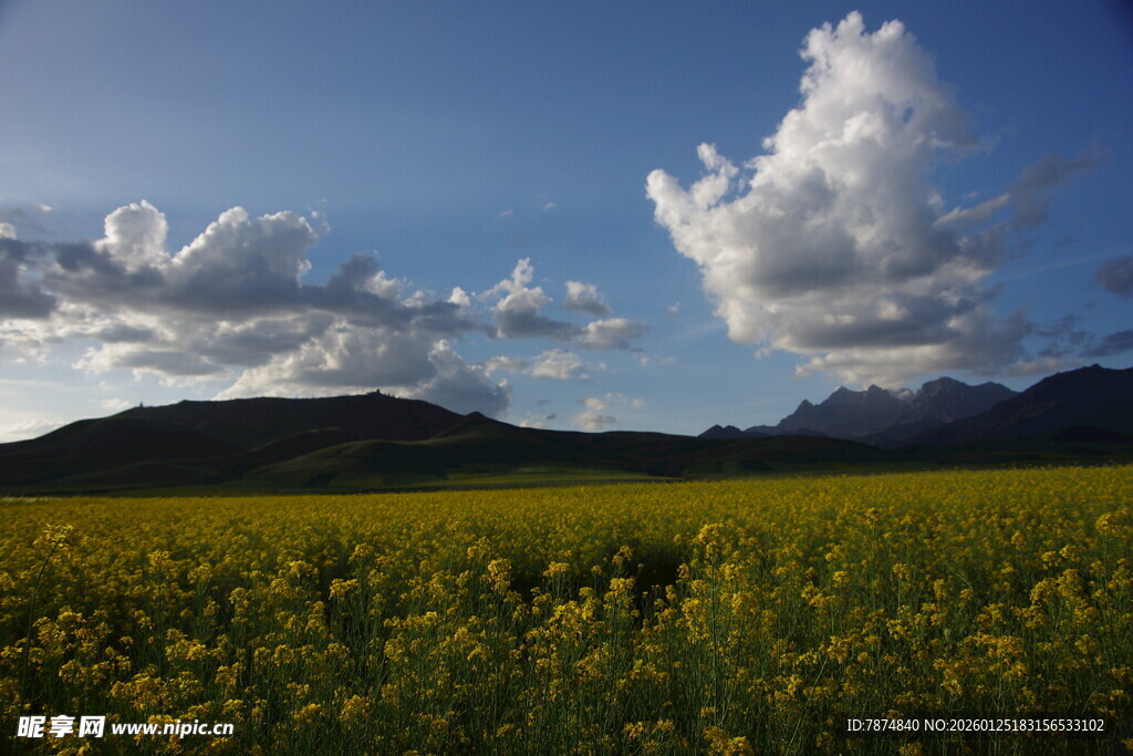 金黄花海与蓝天白云美景