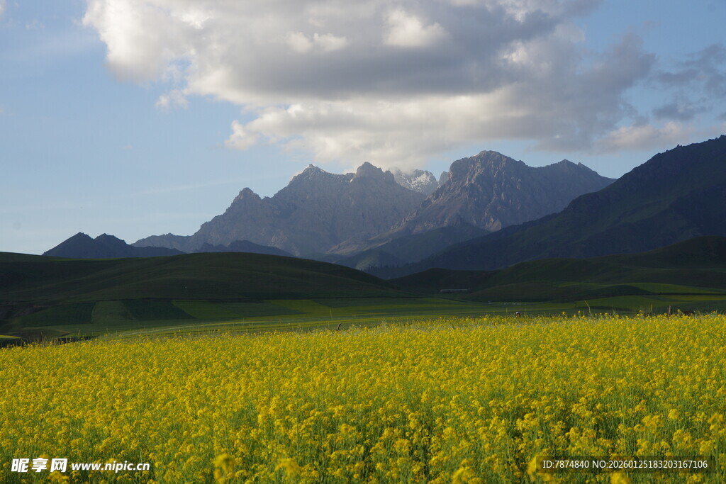 金黄花海映衬巍峨山脉