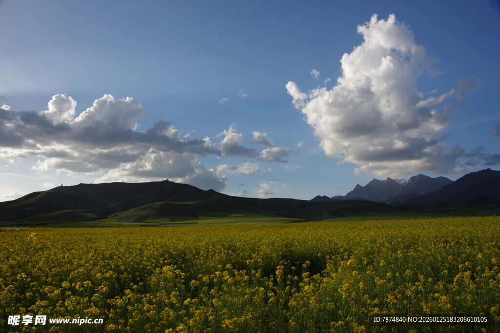 草原花海与蓝天白云美景