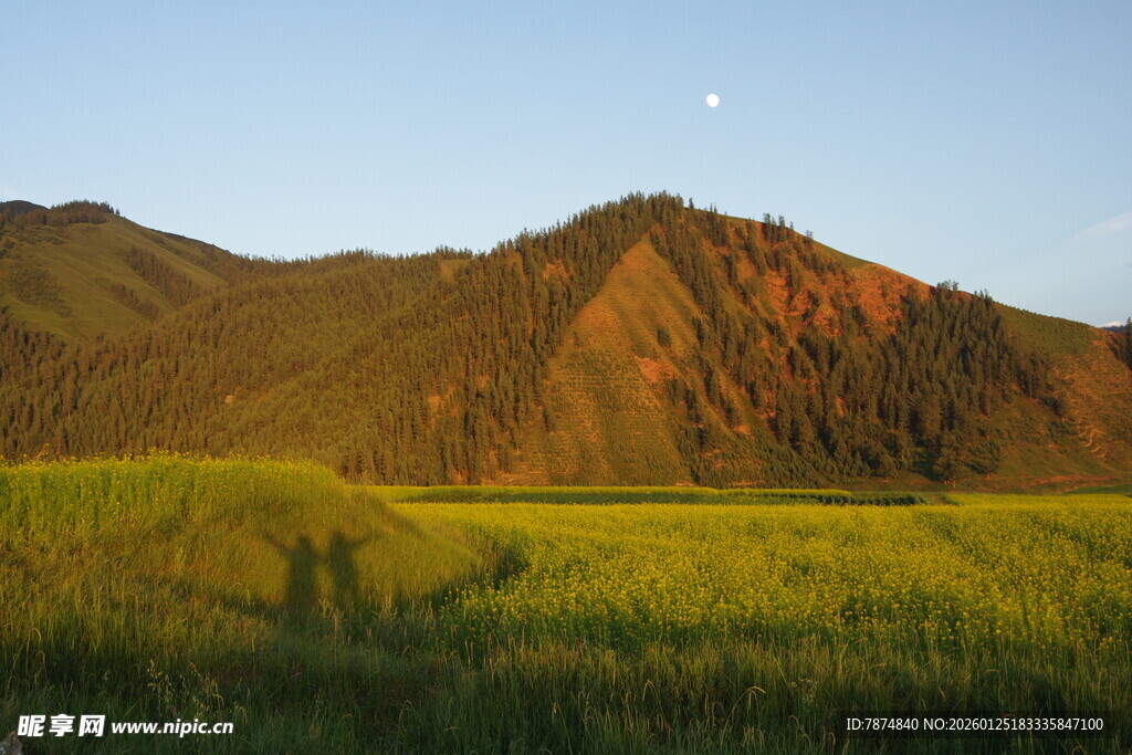 山间月色下的金黄草地