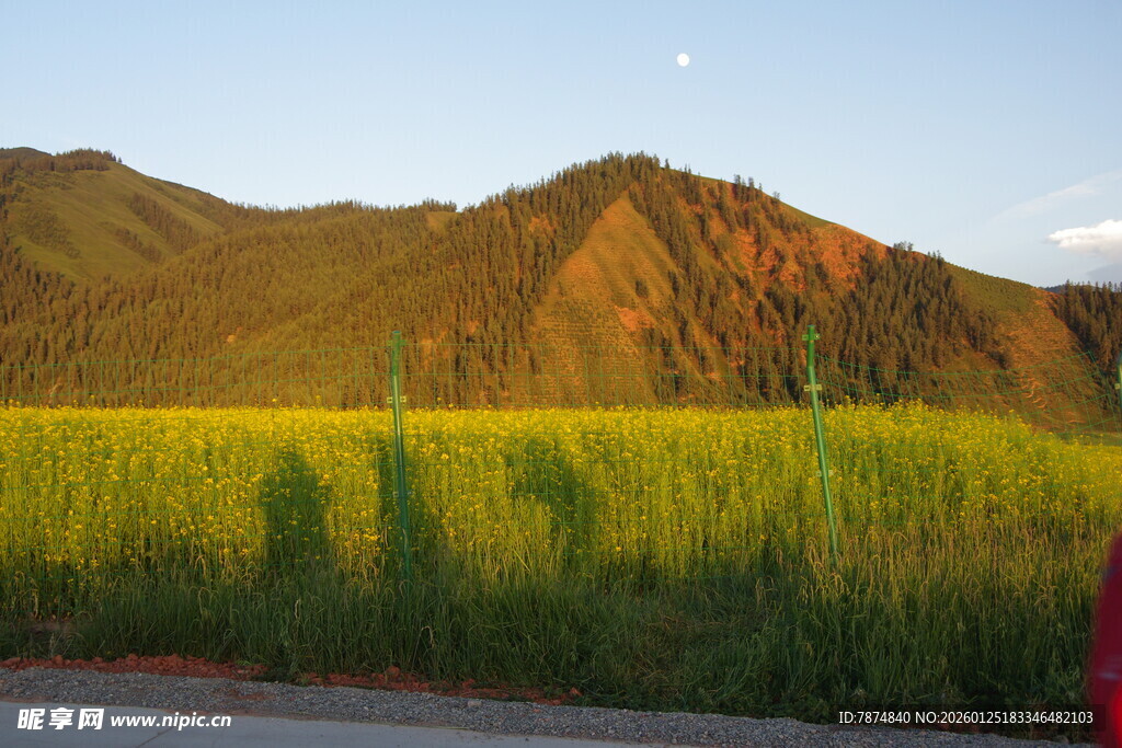 金色田野与远山的美丽景致