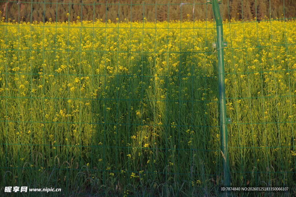 阳光下的油菜花田人影