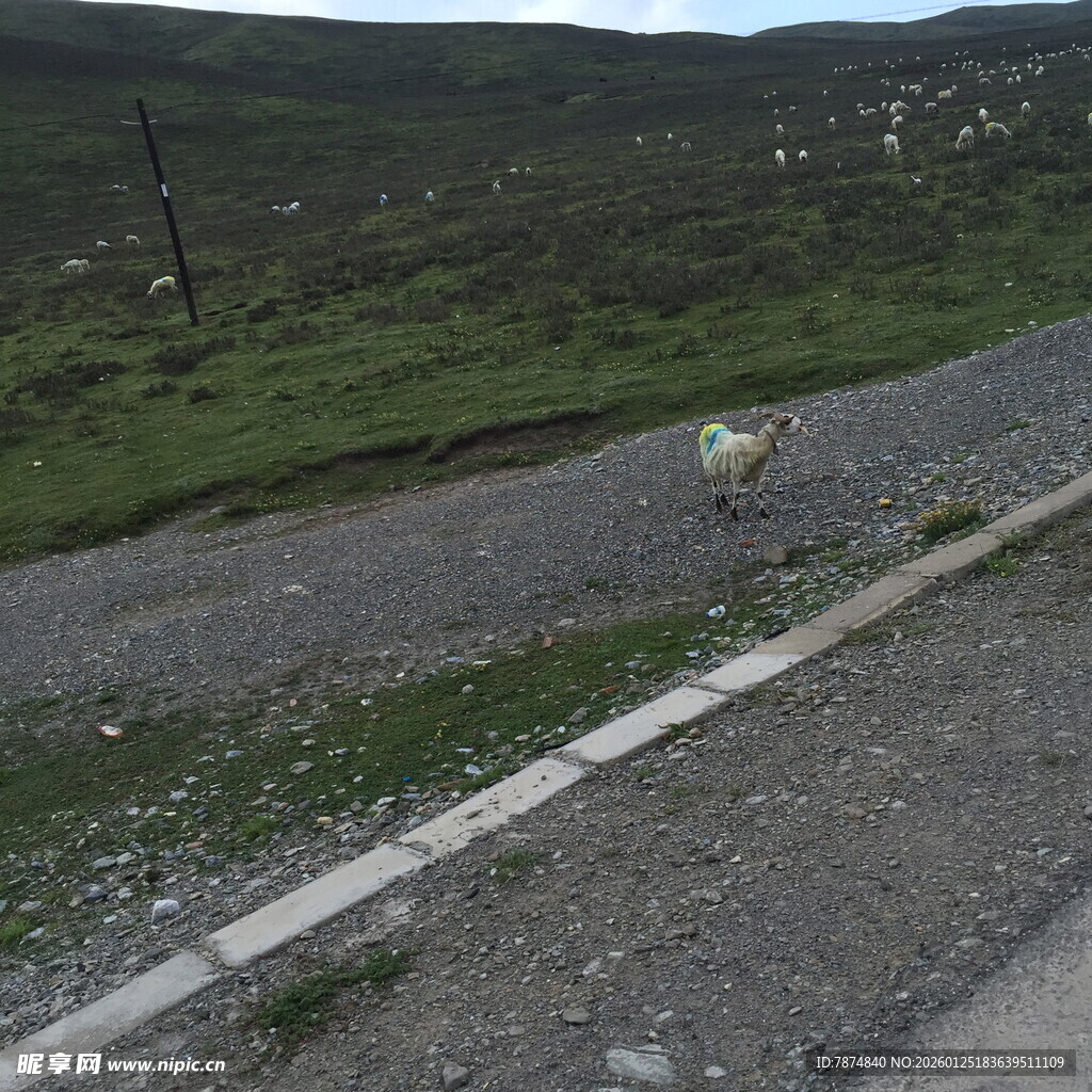 山间碎石路旁的绿意