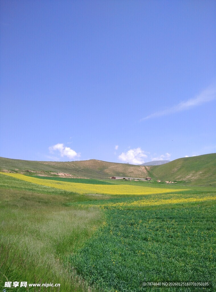 田园风光 黄绿田野与蓝天