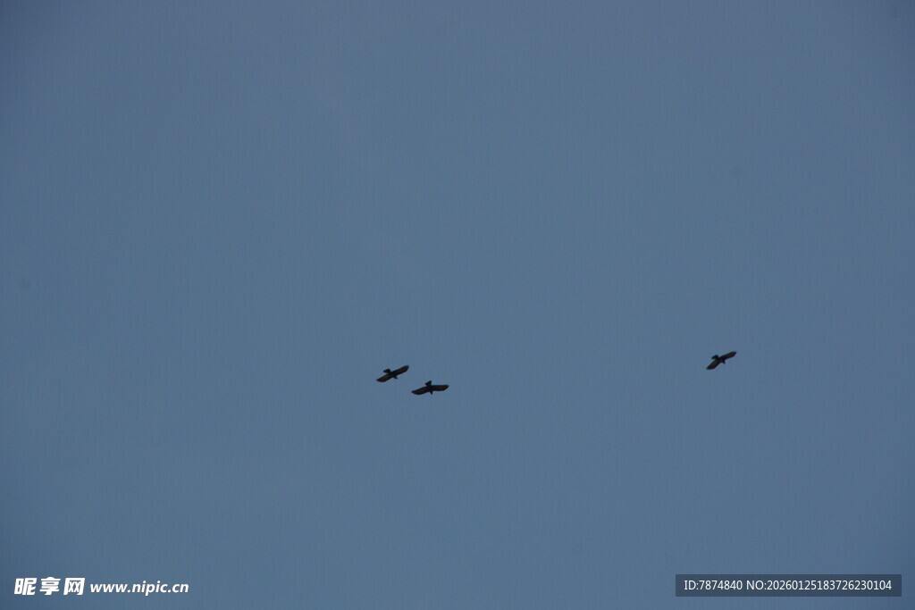 天空中飞翔的几只鸟儿