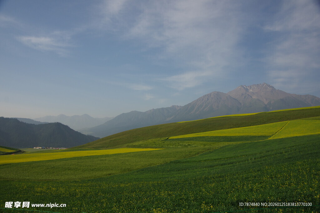 春日山间油菜花海美景