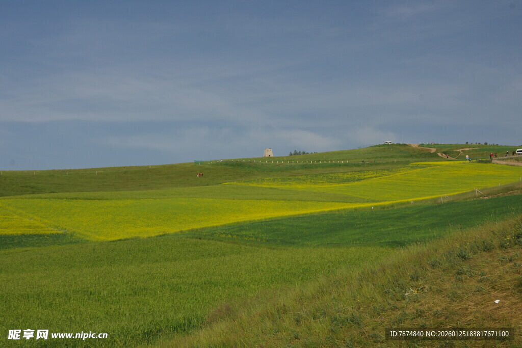 草原上的金黄花海