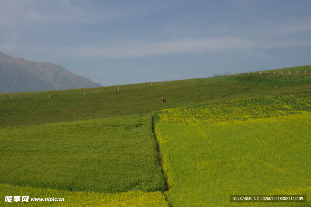 广袤油菜田中的蜿蜒小径