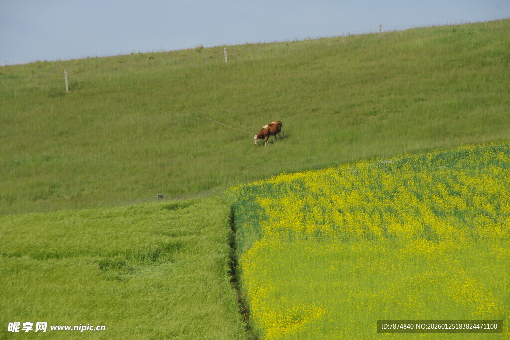 草原上的马与金黄花田