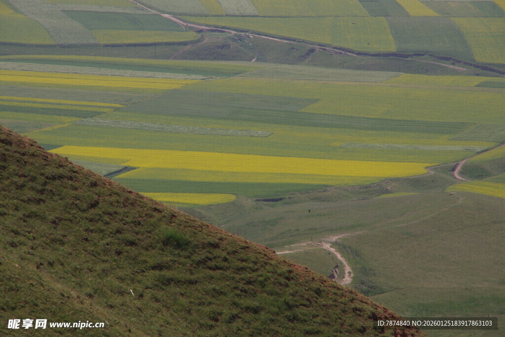 山坡下的绚烂油菜花海