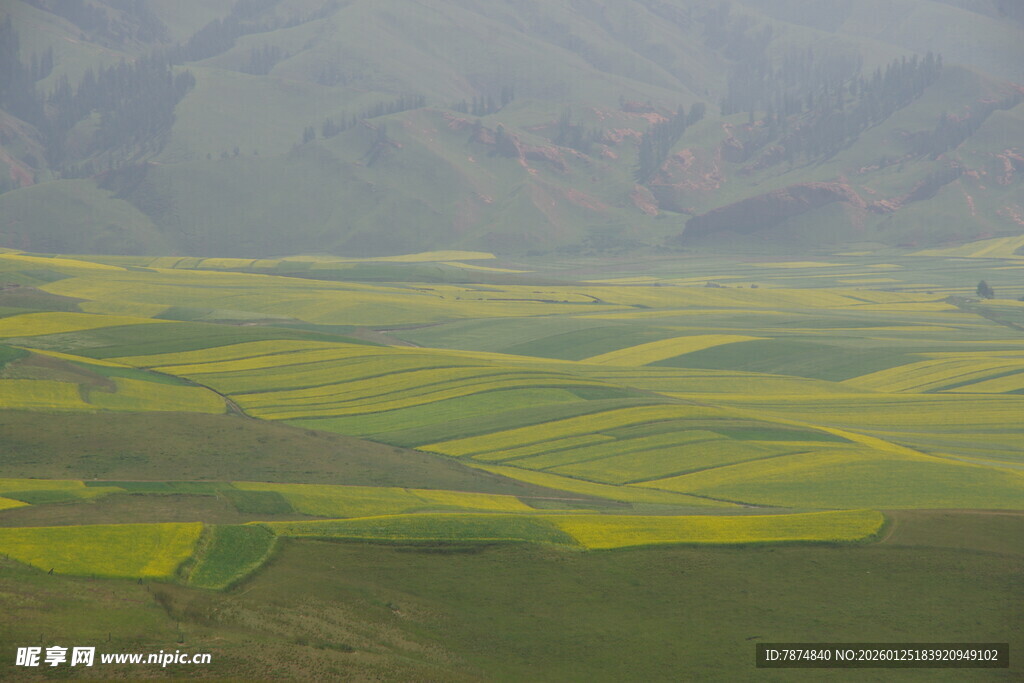广袤田野间的绚烂油菜花海