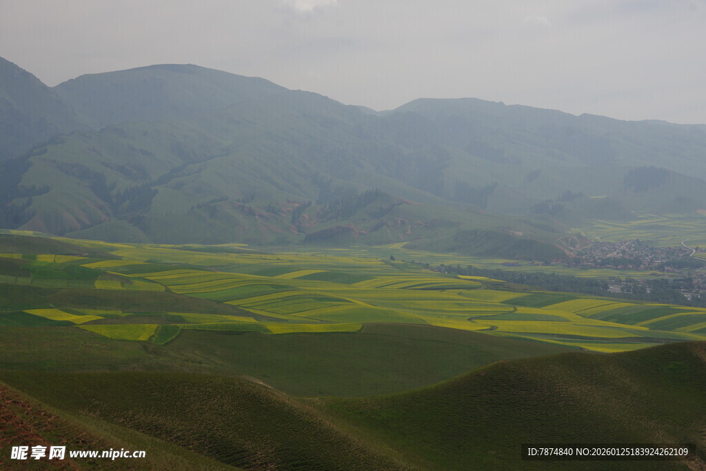 山间油菜花海美景