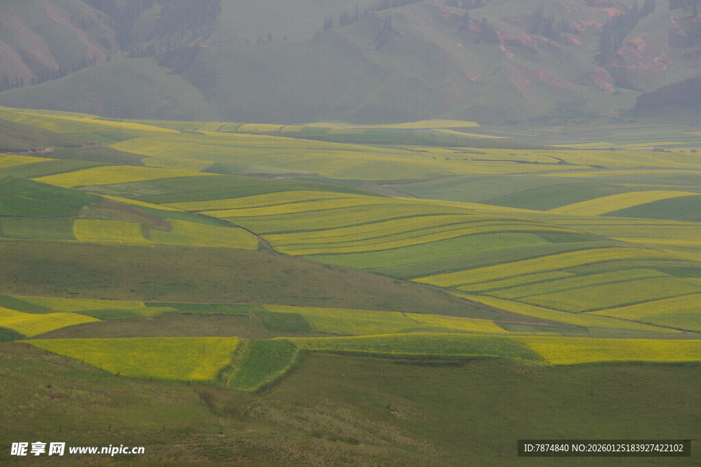 山间油菜花海美景