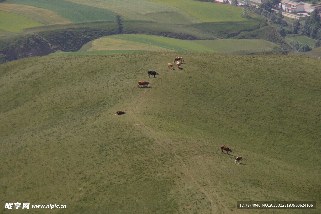 草原上的牛群悠然漫步