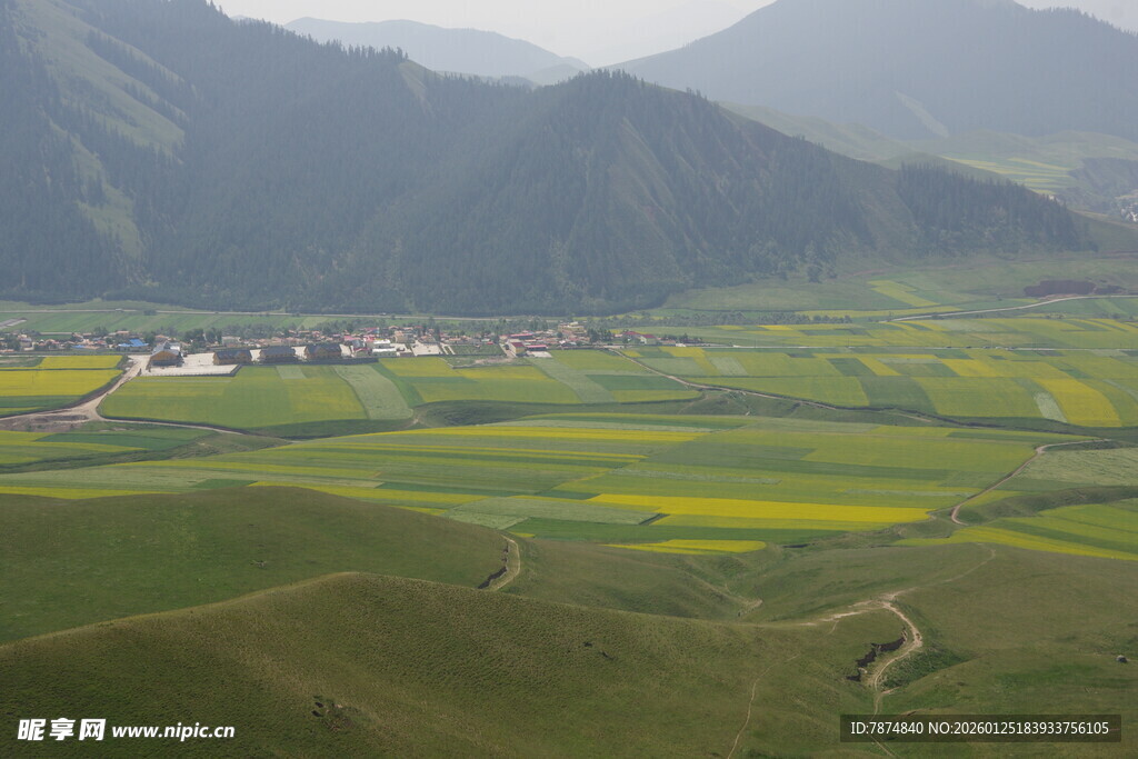 田园风光中的黄绿田野美景