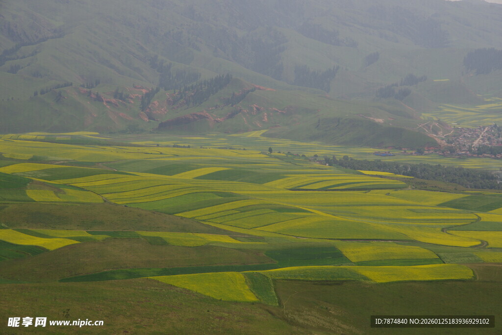 山间油菜田美景