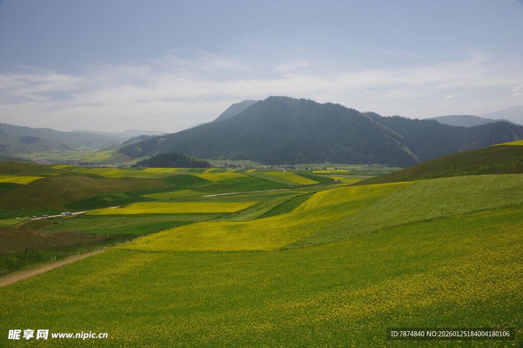 春日山间油菜花海美景