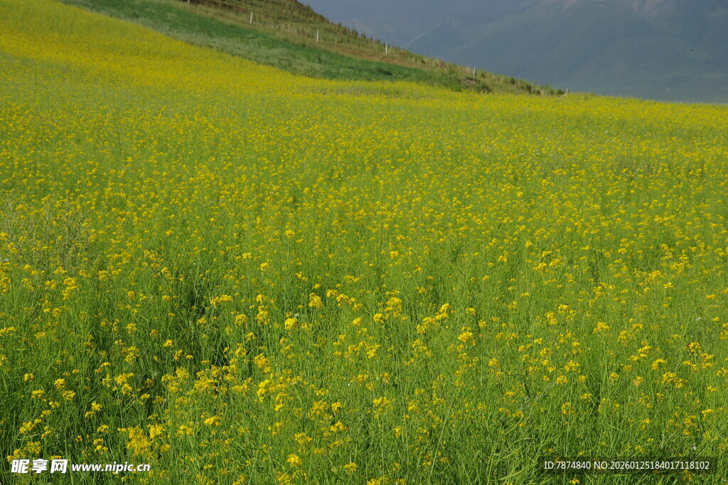 金黄灿烂的油菜花海景观