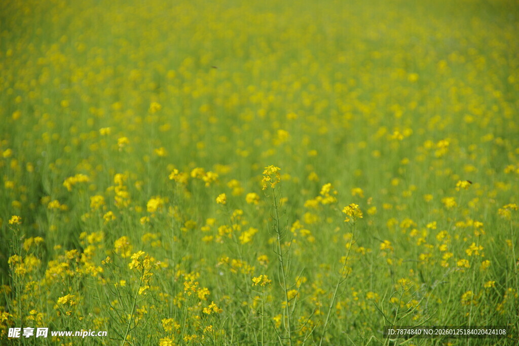 金黄油菜花田美景