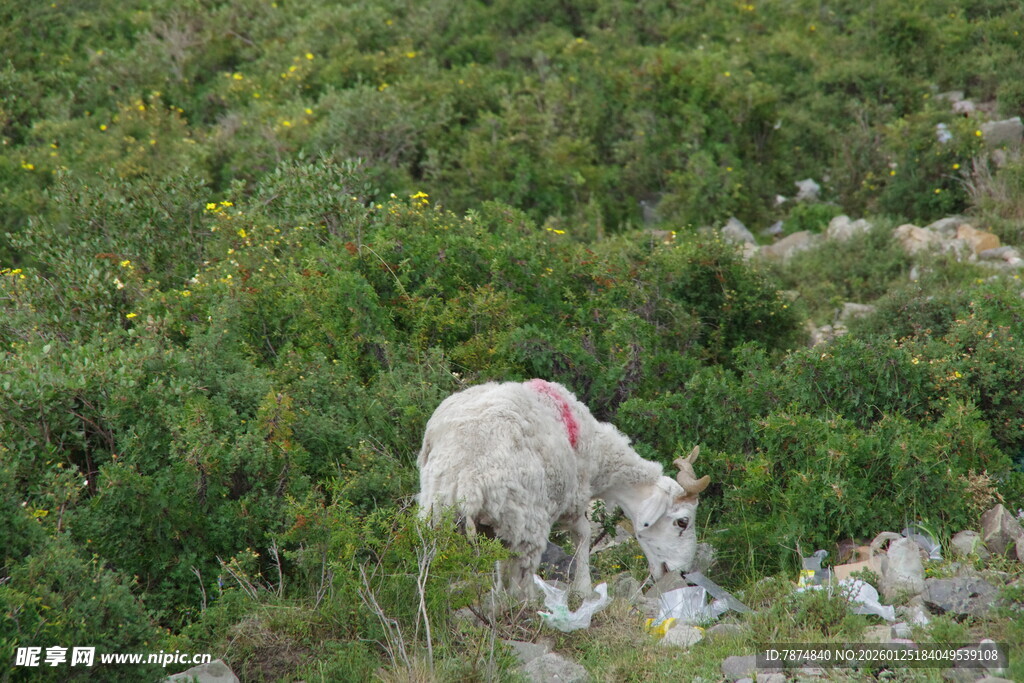 山坡上吃草的白色山羊