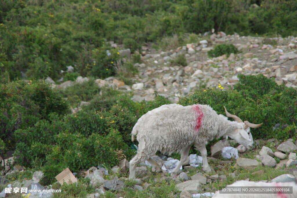 山坡上带红标记的绵羊