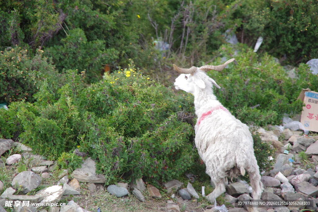 山间白山羊眺望绿植