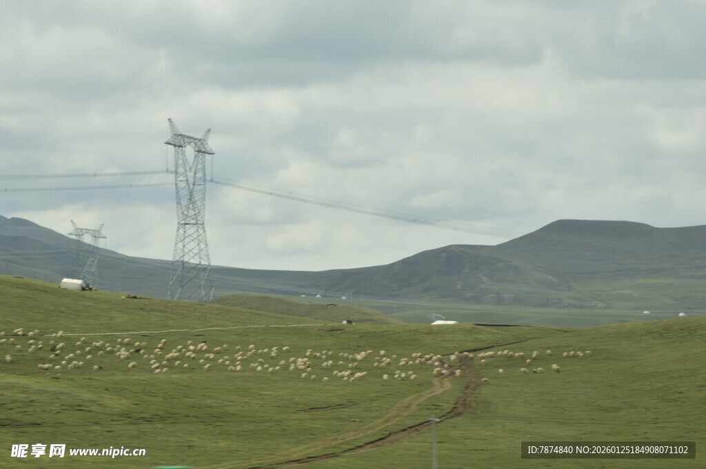 草原上的输电塔与羊群