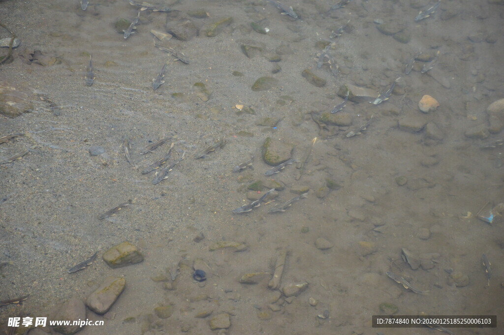 沙滩上的多样贝壳与沙石