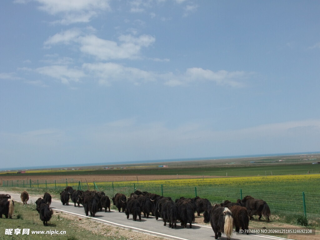 草原牛群与多彩田野风光