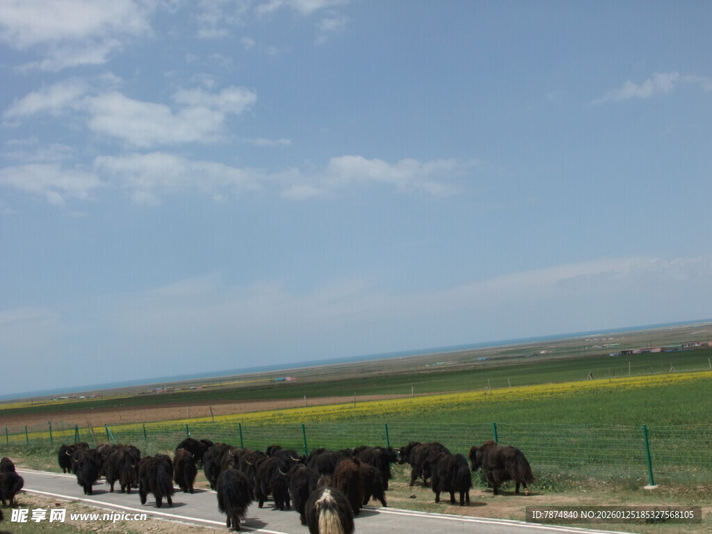草原上的牛群迁徙景象
