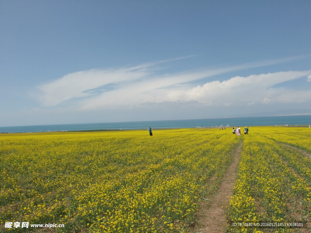 金黄花海中的漫步小径