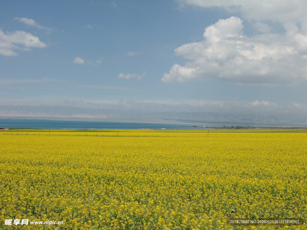 金黄花海 蓝天白云下美景