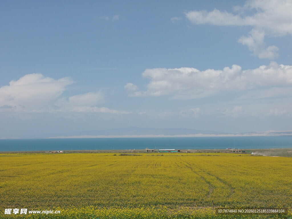 海边金黄田野美丽风光