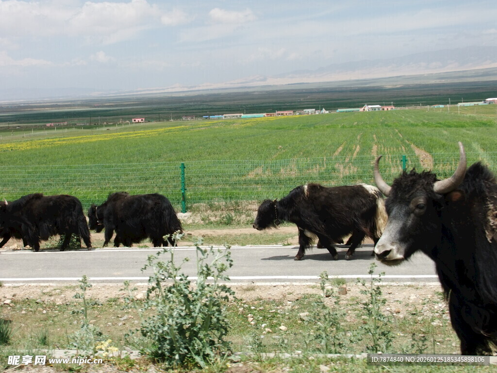 草原上的牛群
