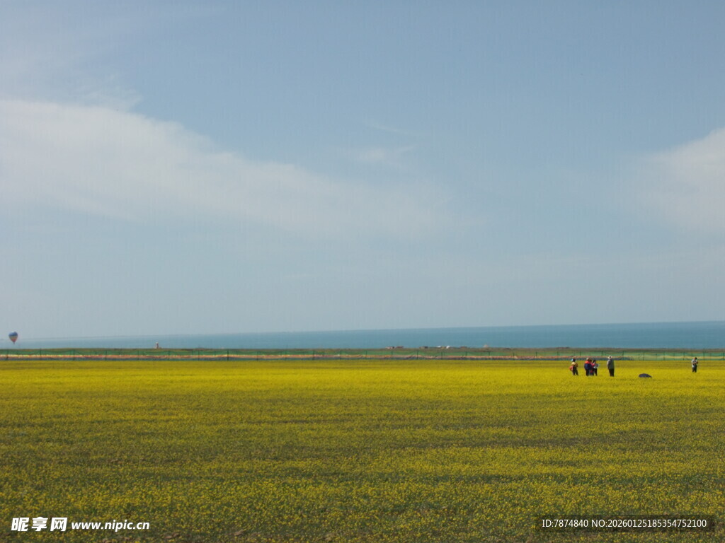 金黄花海中的悠闲景象