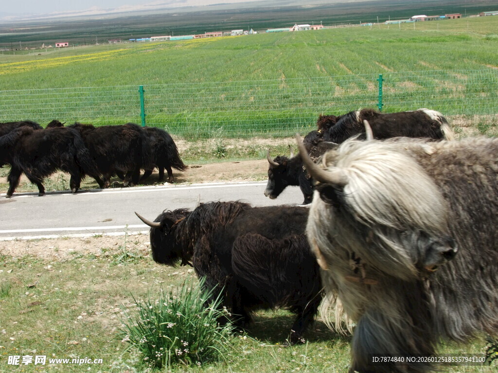 草原牦牛群漫步