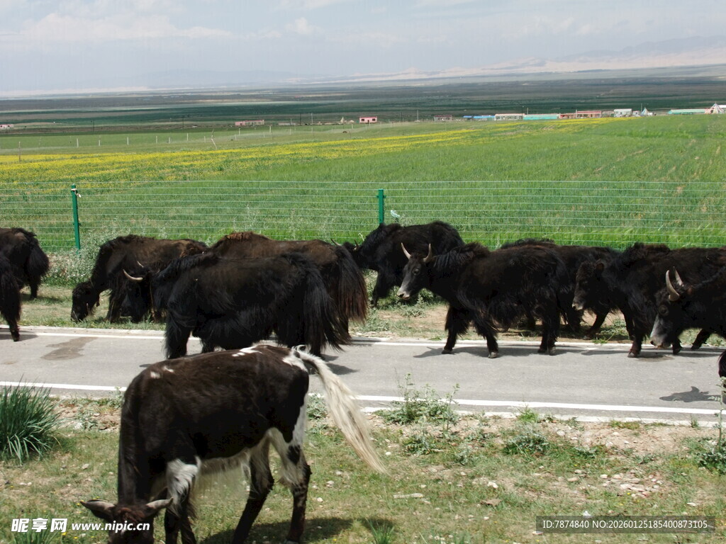 草原上牛群横穿马路
