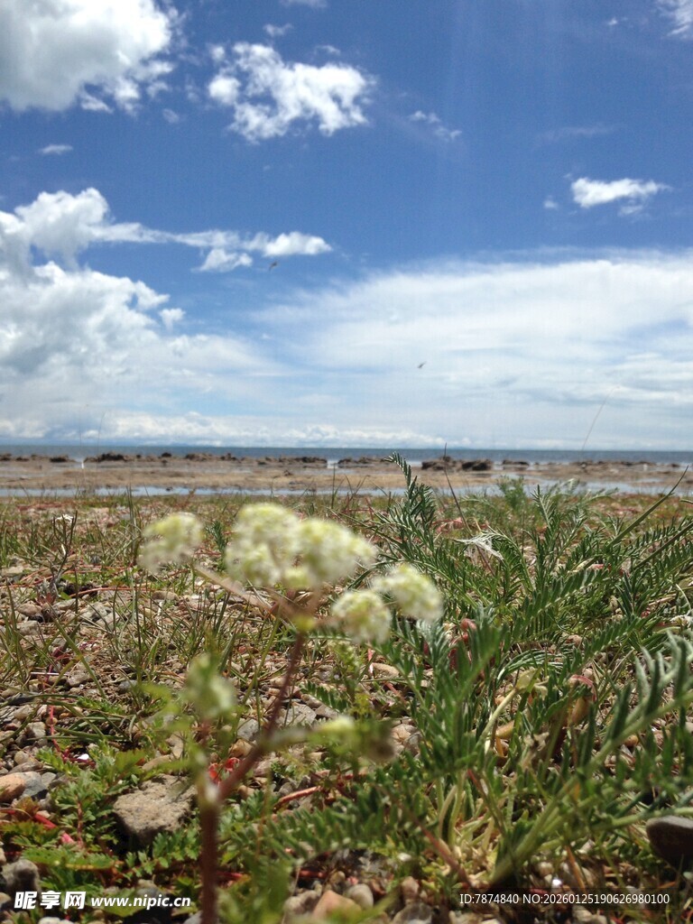 旷野中的蓬勃植物景观