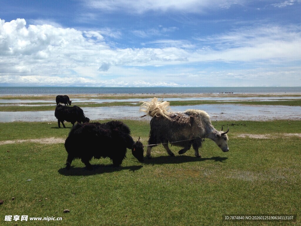 草原上的牦牛悠然吃草