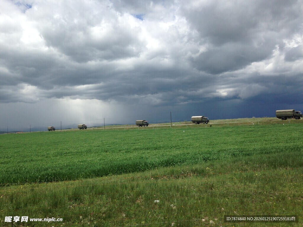 草原上乌云下的牛群