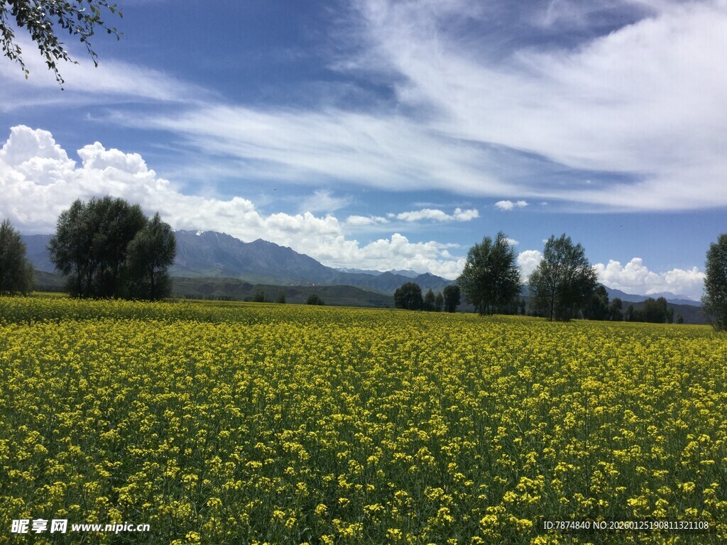 金黄花海与远山蓝天美景