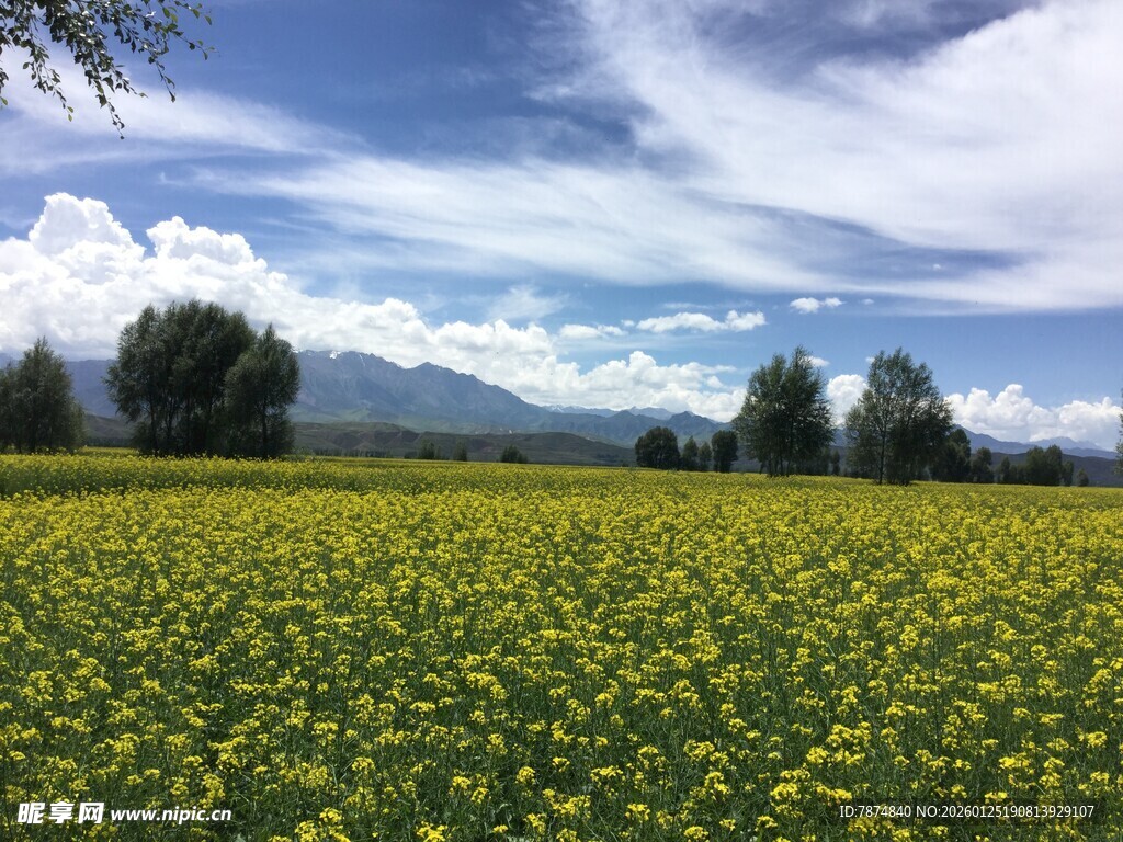 金黄花海与蓝天白云美景